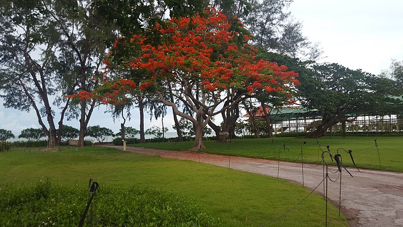 File:Mrigadayavan Palace red tree.jpg