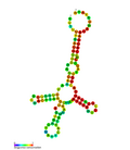 Thumbnail for MtDNA control region