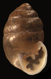 <i>Multidentula</i> genus of molluscs