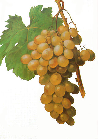 <span class="mw-page-title-main">Muscat of Alexandria</span> Variety of grape