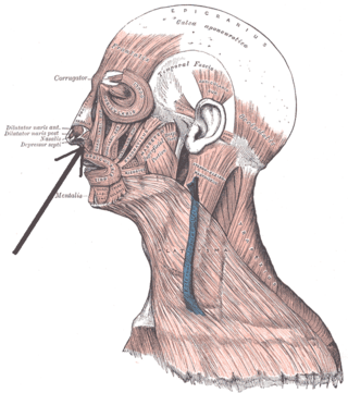 <span class="mw-page-title-main">Depressor septi nasi muscle</span> Muscle of face