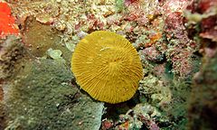 Пластинчатые водоросли. Фунгия коралл. Фунгия морской коралл. Фунгия зеленая (коралл грибовидный). Грибовидный коралл, Mushroom.