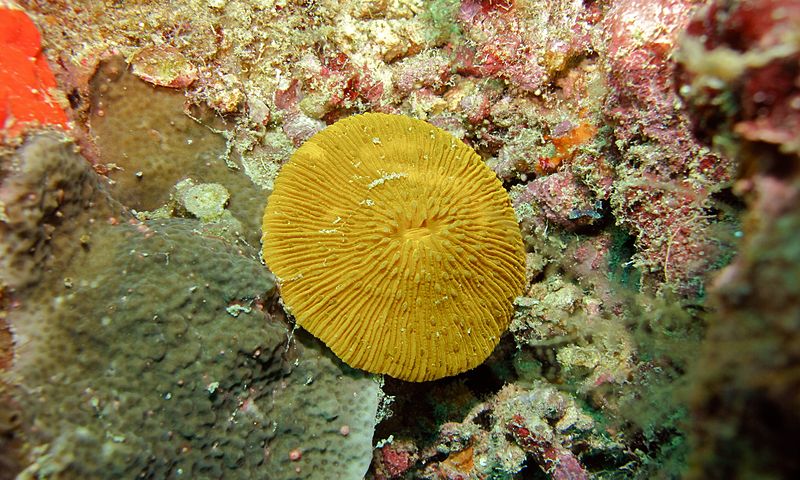 File:Mushroom Coral (Fungia sp.) (6127135997).jpg