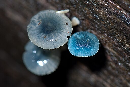 Mycena interrupta 01 Pengo