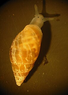 <i>Myosotella myosotis</i> Species of gastropod