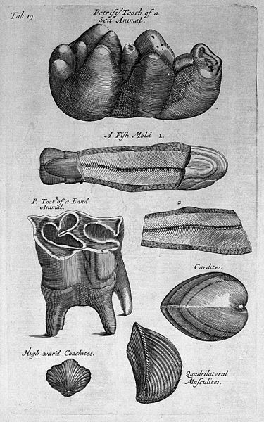 File:N. Grew, Musaeum Regalis Societatis Wellcome L0031214.jpg