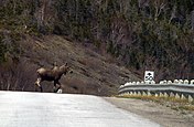 Een eland die de weg oversteekt