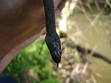 Stock photo of Grass snake (Natrix natrix) juvenile playing dead