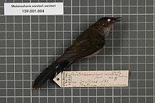 Centre de biodiversité Naturalis - RMNH.AVES.131884 1 - Melanocharis versteri versteri Finsch, 1876 - Dicaeidae - spécimen de peau d'oiseau.jpeg