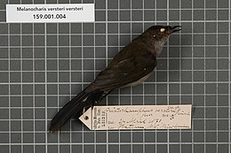 Naturalis Biodiversity Center - RMNH.AVES.131884 1 - Melanocharis versteri versteri Finsch, 1876 - Dicaeidae - bird skin specimen.jpeg