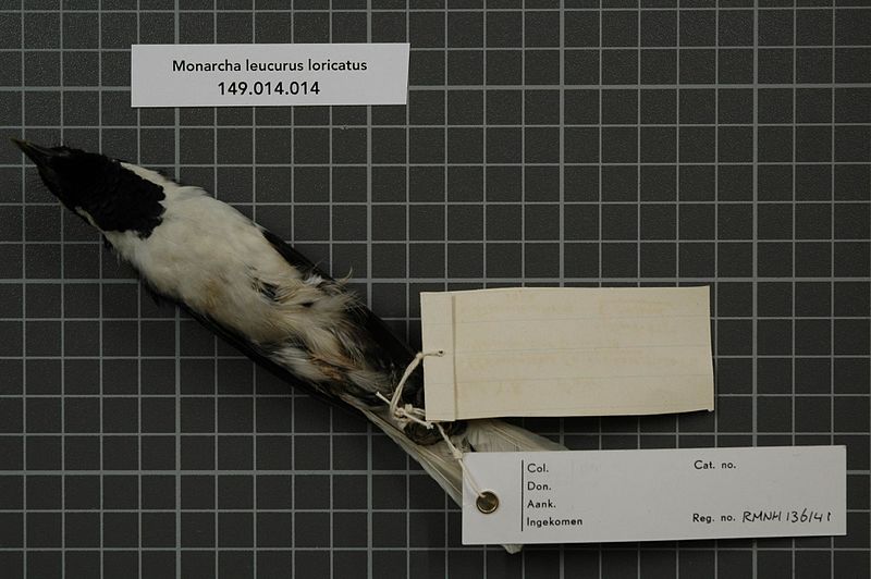 File:Naturalis Biodiversity Center - RMNH.AVES.136141 2 - Monarcha leucurus loricatus Wallace, 1863 - Monarchidae - bird skin specimen.jpeg