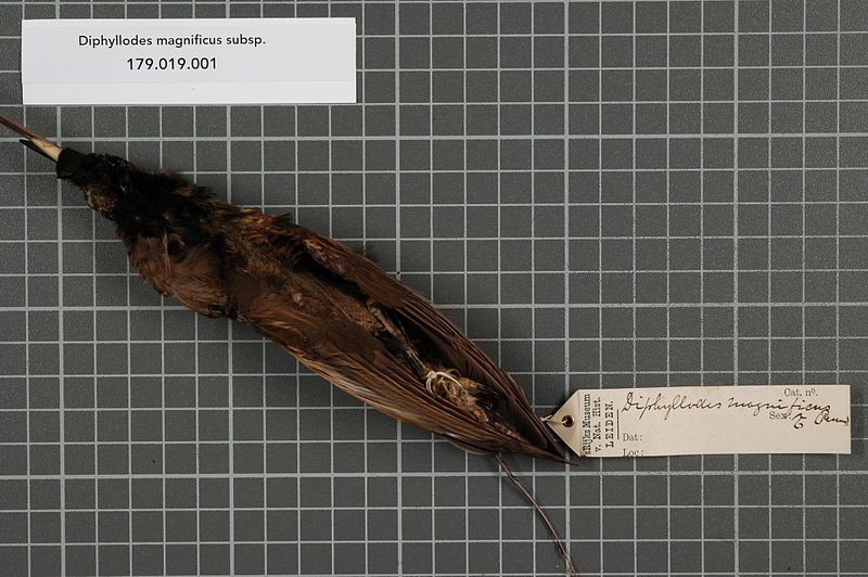 File:Naturalis Biodiversity Center - RMNH.AVES.141013 1 - Diphyllodes magnificus subsp. - Paradisaeidae - bird skin specimen.jpeg