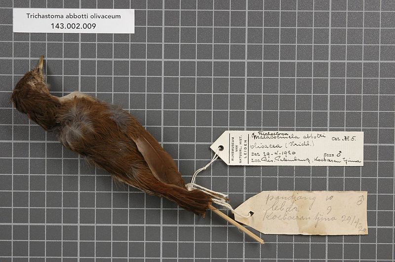 File:Naturalis Biodiversity Center - RMNH.AVES.147115 1 - Trichastoma abbotti olivaceum (Strickland, 1847) - Timaliidae - bird skin specimen.jpeg