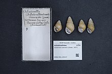 Naturalis Biyoçeşitlilik Merkezi - RMNH.MOL.239147 - Achatinella stewartii (Yeşil, 1827) - Achatinellidae - Mollusc shell.jpeg