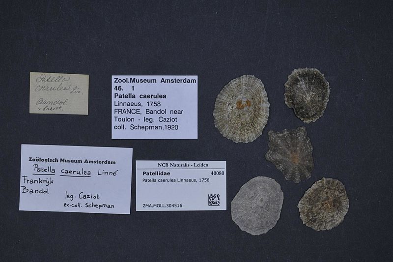 File:Naturalis Biodiversity Center - ZMA.MOLL.304516 - Patella caerulea Linnaeus, 1758 - Patellidae - Mollusc shell.jpeg