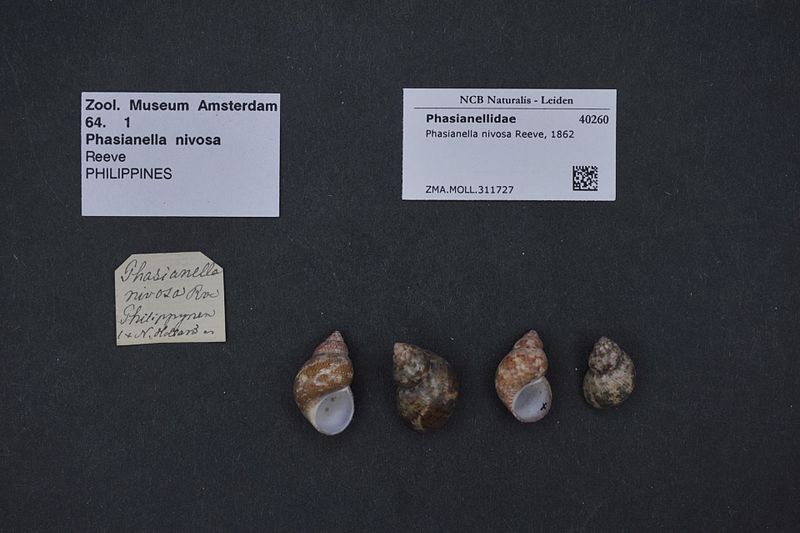 File:Naturalis Biodiversity Center - ZMA.MOLL.311727 - Phasianella nivosa Reeve, 1862 - Phasianellidae - Mollusc shell.jpeg