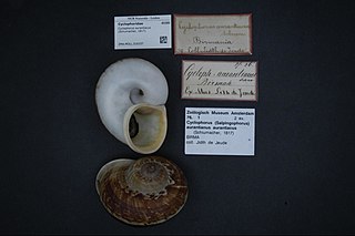 <i>Cyclophorus aurantiacus</i> Species of gastropod