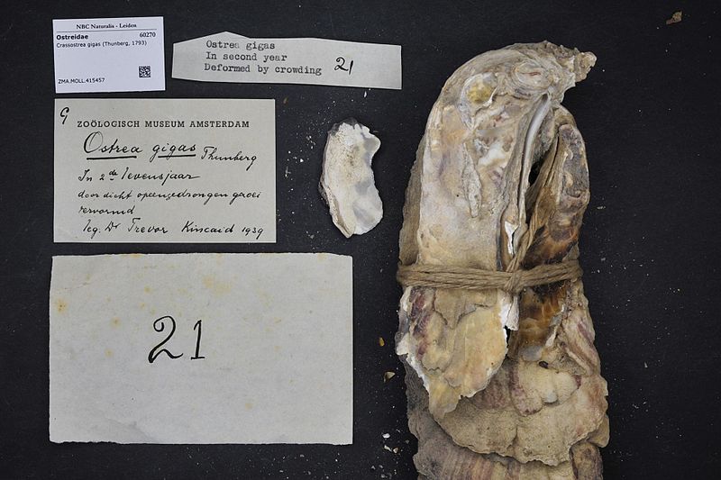 File:Naturalis Biodiversity Center - ZMA.MOLL.415457 - Crassostrea gigas (Thunberg, 1793) - Ostreidae - Mollusc shell.jpeg