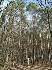 Naturwaldreservat 06-024 Eichberg 2020-02-16 e.JPG