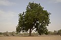 Neem tree Azadirachta indica in Thiruvaiyaru JEG0007.jpg