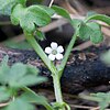 Nemophila aphylla Radnor Gölü.jpg