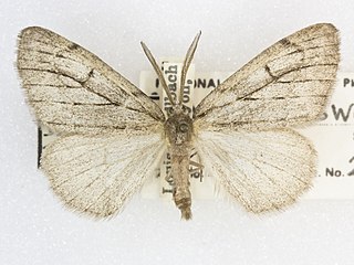 <i>Nepytia swetti</i> Species of moth