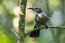 New Caledonian Friarbird 0A2A6999.jpg