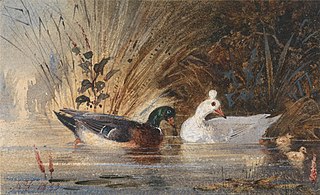 Ducks on a Pond