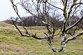 * Nomination Naturpark Wattenmeer (Ruhezone), Norderney, Lower Saxony, Germany --XRay 10:22, 14 February 2018 (UTC) * Promotion Good quality. --Jacek Halicki 10:30, 14 February 2018 (UTC)