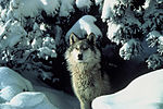 Northern Rocky Mountains wolf.jpg