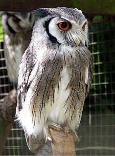 Northern white-faced owl Species of owl