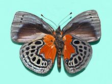 Nymphalidae - Asterope optima.jpg