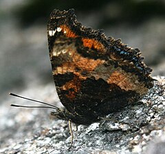 Imago fjäril undersida