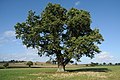 Oak tree at Home Farm - geograph.org.uk - 2601979.jpg