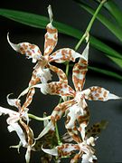 Odontoglossum crocidipterum Oncidium crocidipterum