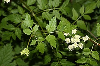 <i>Oenanthe sarmentosa</i> species of plant