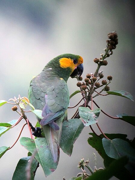 File:Ognorhynchus icterotis Loro orejiamarillo Yellow-eared Parrot (8257740308).jpg