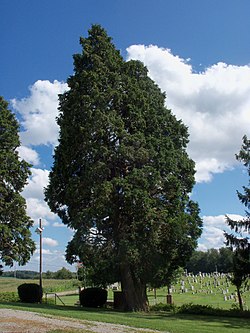 Ohio's largest known Atlantic White Cedar stands in front of New Hope Lutheran Church