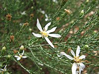 Olearia floribunda