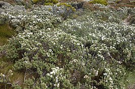 Olearia odorata