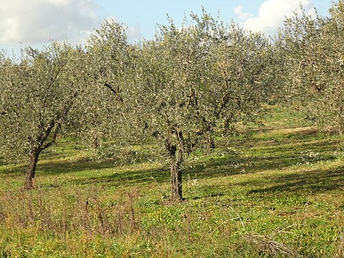 Olive trees in latina,italy