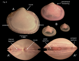 Syssitomya pourtalesiana