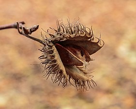 Öffnen Sie reife Früchte, die die Samen oder Bucheckern zeigen