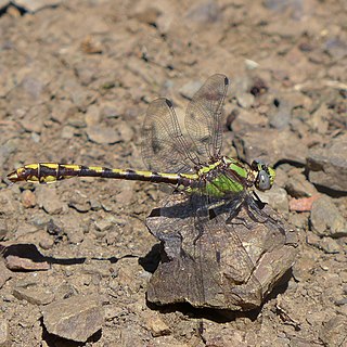 <i>Ophiogomphus bison</i> Species of dragonfly