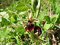 Ophrys × aschersonii Germany - NSG Henschelberg, Mosbach (Baden)