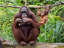 Solitary female orangutan (Pongo) with her offspring. Orangutan with infant.jpg