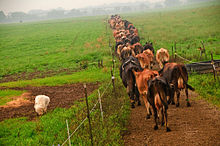 For livestock vaccines play an important part in animal health since antibiotic therapy is prohibited in organic farming. Organic cattle in Ohio, United States.jpg