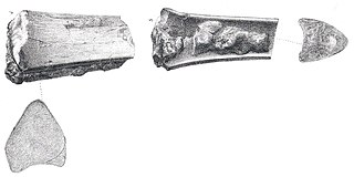 <i>Ornithostoma</i> Genus of azhdarchoid pterosaur from the Early Cretaceous