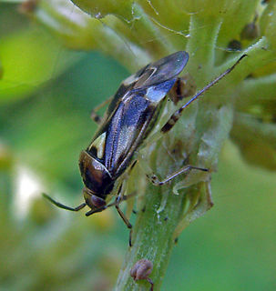 <i>Orthops kalmii</i> Species of true bug