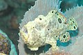 Ocellated frogfish, Bonaire, Netherlands Antilles, A. ocellatus